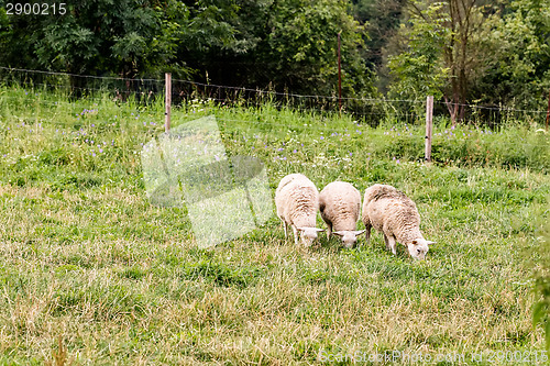 Image of Sheep in a meadow