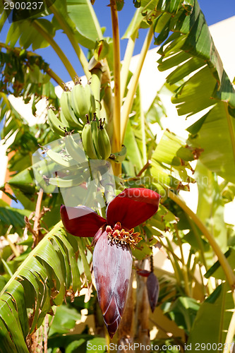 Image of Banana tree with a blossom 