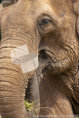 Image of Elephant head