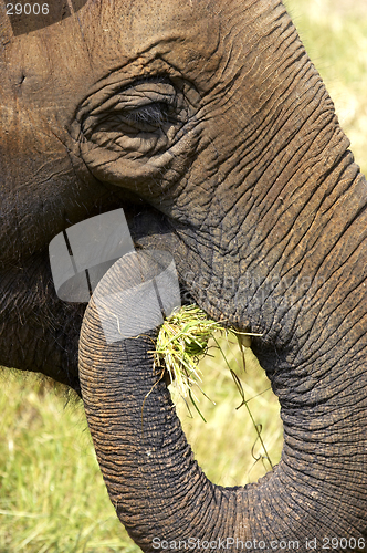 Image of Elephant head