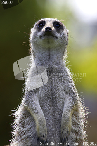 Image of Meerkat on duty