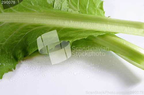 Image of fresh vegetable