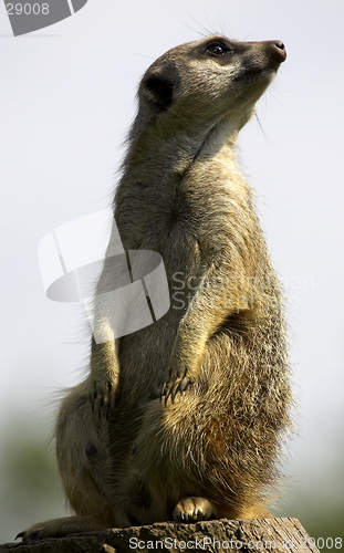 Image of Meerkat on duty