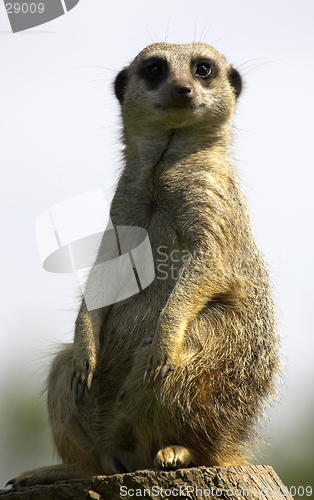 Image of Meerkat on duty