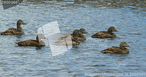 Image of Eider