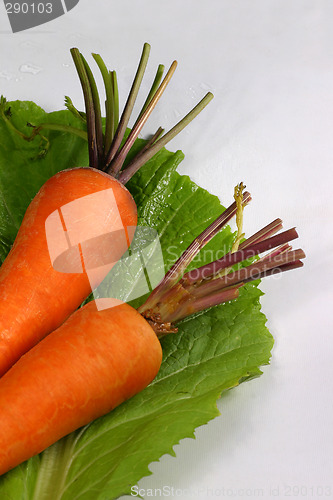 Image of fresh carrot