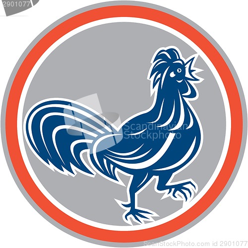 Image of Chicken Rooster Walking Circle Retro