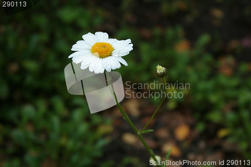 Image of Fall flower after the rain