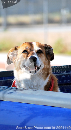 Image of Dog in truck.