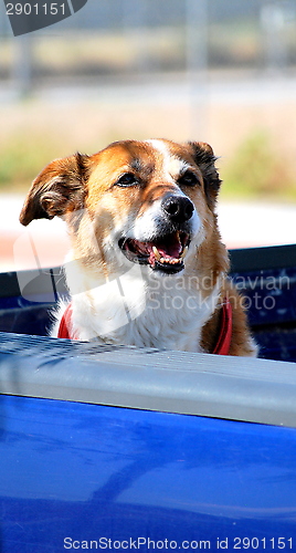 Image of Dog in truck.