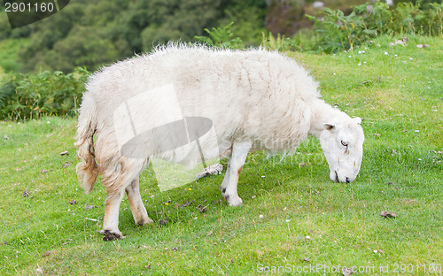 Image of White woolly sheep