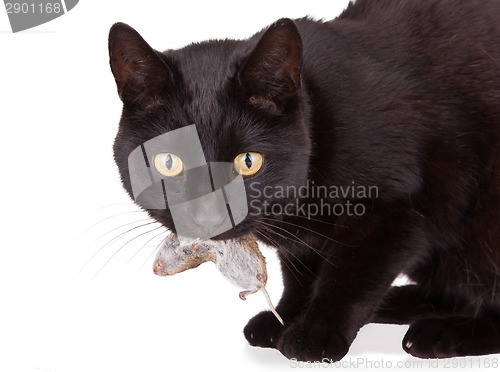 Image of Black cat with his prey, a dead mouse