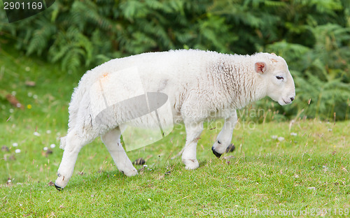 Image of Little cute lamb walking