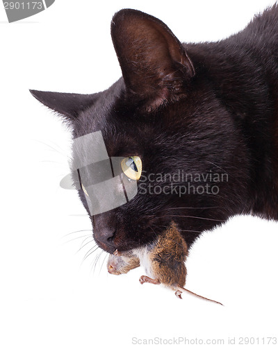 Image of Black cat with his prey, a dead mouse