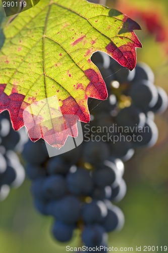 Image of Fall impression in a vineyard