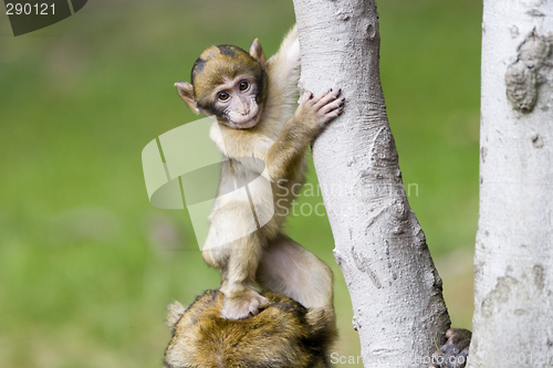 Image of Cute young monkey - macaca sylvanus