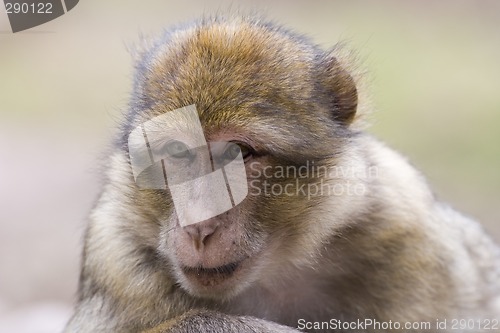 Image of Portrait of a female barbary ape
