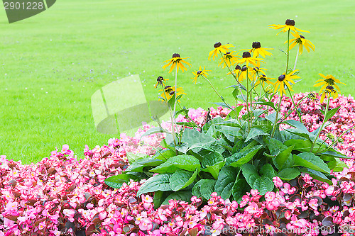 Image of Floral angle wallpaper with pink and yellow flowers