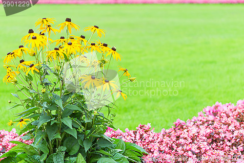 Image of Floral frame backdrop with yellow and pink garden flowers