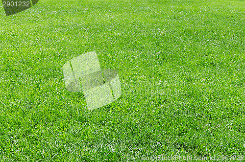 Image of Sunlight fresh natural grass background