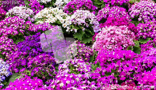 Image of Cineraria field