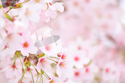 Image of Cherry blossom