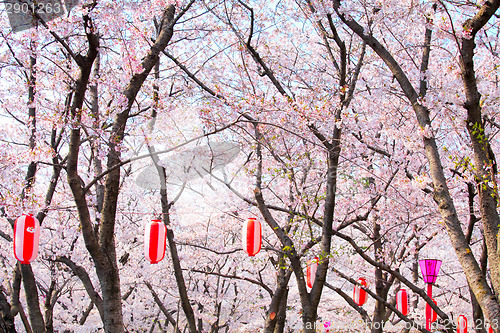 Image of Sakura tree with red lantern