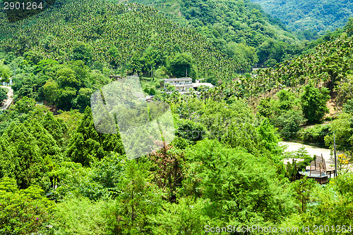 Image of Forest on mountain