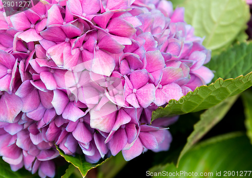 Image of Tender hydrangea purple flower