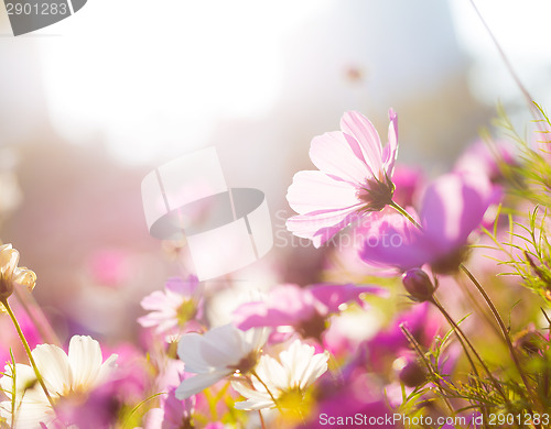 Image of Purple camomile under sunlight