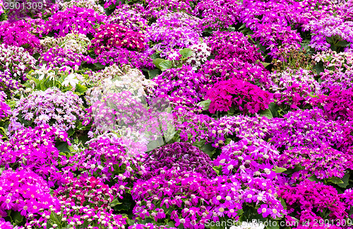 Image of Purple cineraria