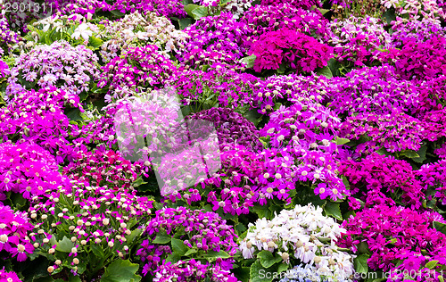 Image of Different senecio flower