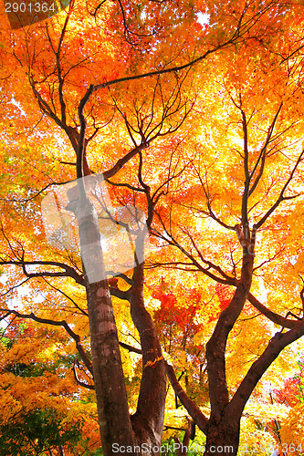 Image of Red maple tree