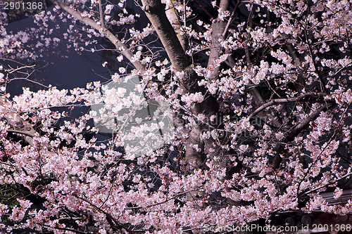 Image of Sakura flower at night