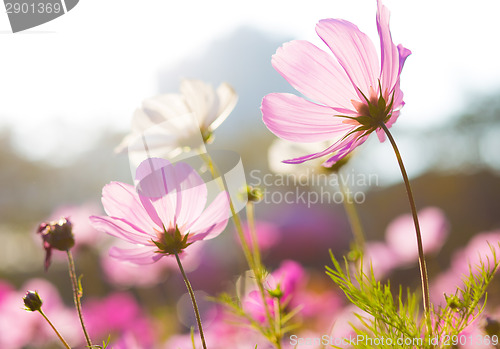 Image of Purple daisy
