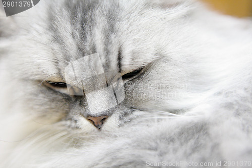 Image of Persian cat