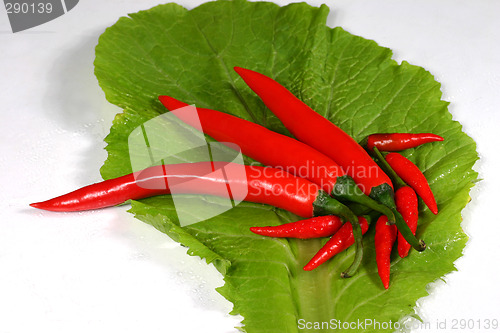 Image of fresh chilli