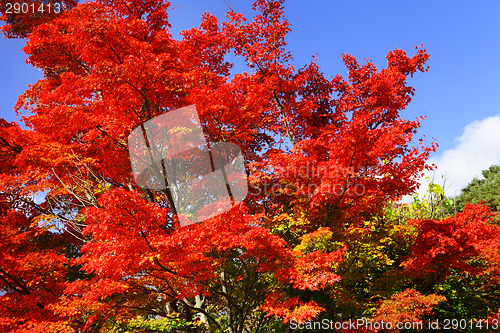Image of Red maple tree