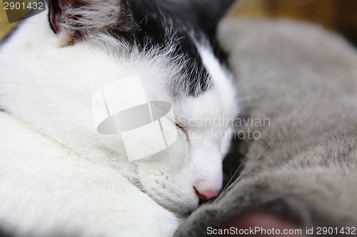 Image of Cute cat sleep