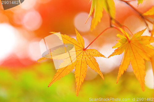 Image of Autumn maple leave