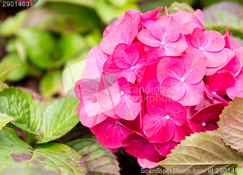 Image of Hydrangea flower close up