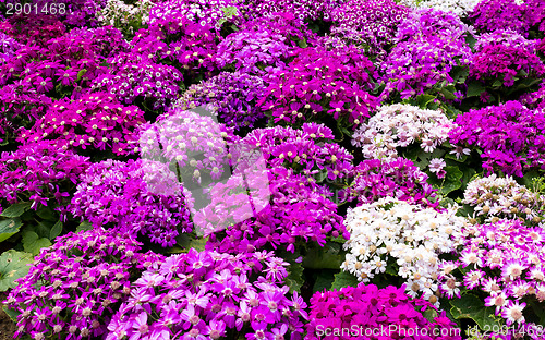 Image of Purple senecio flower