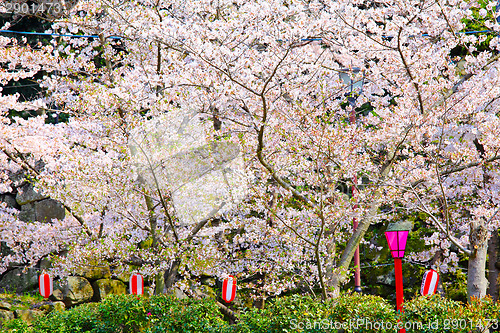 Image of Cherry tree in temple