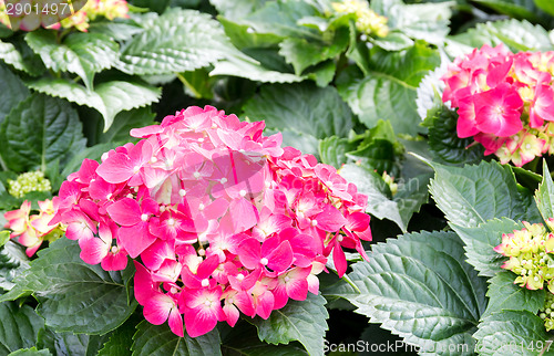 Image of Hydrangeas flower