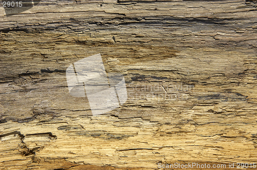 Image of Driftwood detail sand point beach England uk