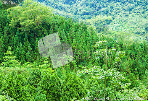 Image of Forest on mountain