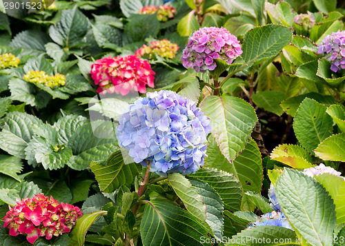 Image of Blossom hydrangea flower