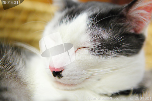 Image of Sleep cat