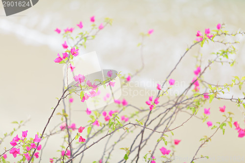 Image of Pink flower over sandy beach