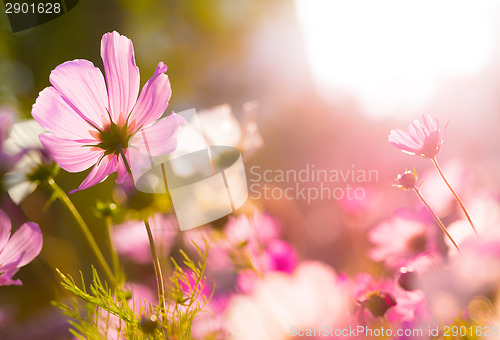 Image of Cosmos flowers under sunlight